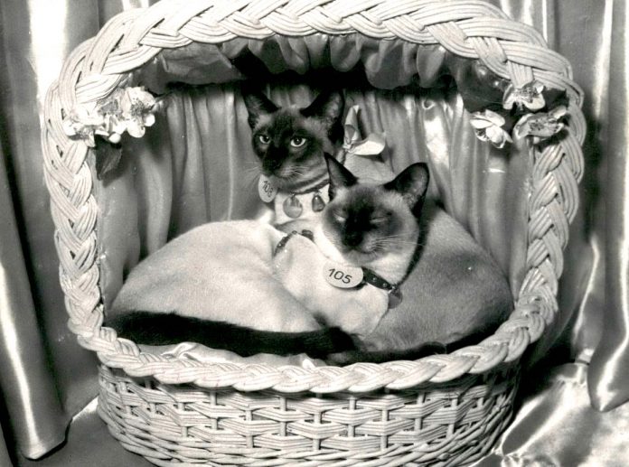 May 05, 1955 - Cat Shows Opens In: Two young Siamese., eight and ten months old, seen at the cat show now being held at the Salle Wagram, Paris.